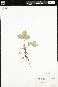 Fragaria vesca image