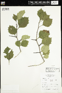 Crataegus punctata image