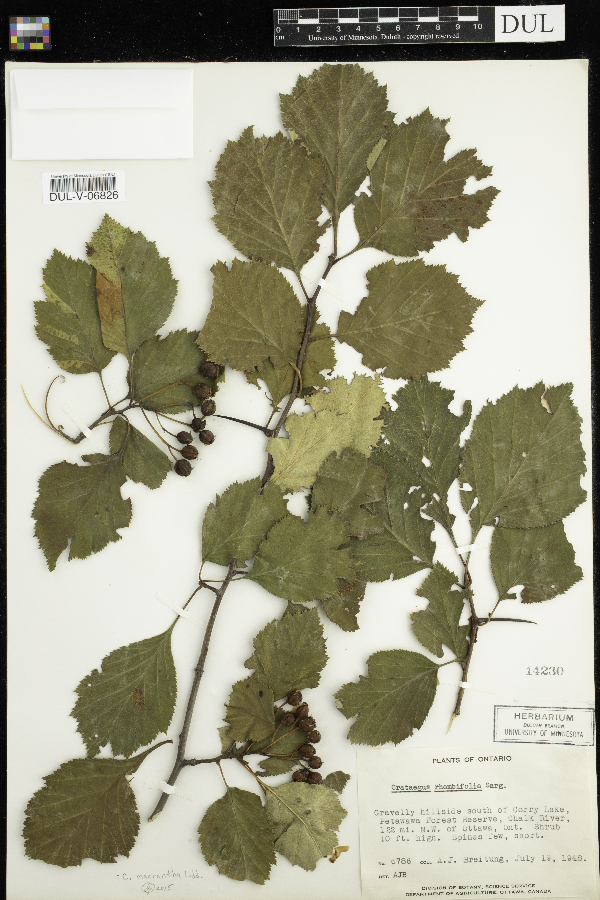 Crataegus rhombifolia image