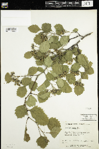 Crataegus lumaria image