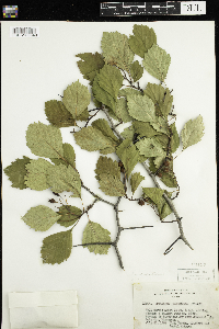 Crataegus chrysocarpa image