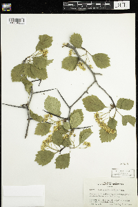 Crataegus chrysocarpa image