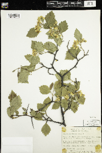 Crataegus irrasa image