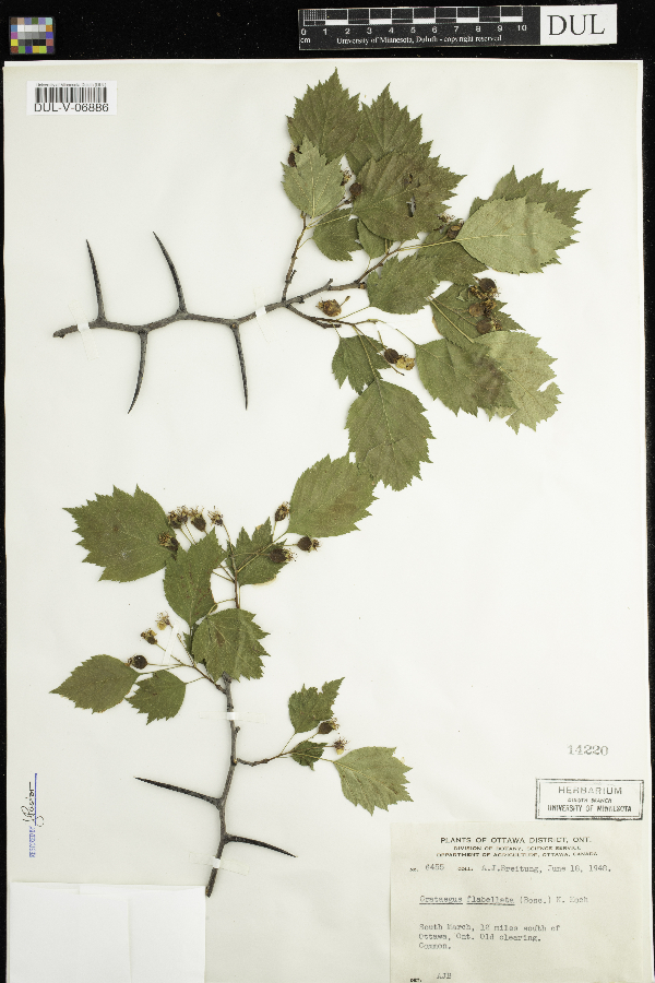 Crataegus flabellata image