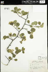 Crataegus chrysocarpa var. faxonii image