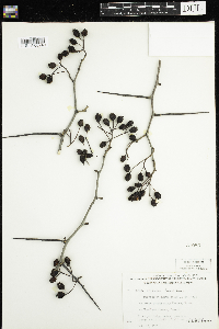 Crataegus chrysocarpa image