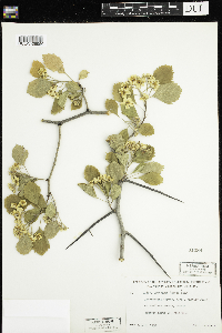 Crataegus chrysocarpa image