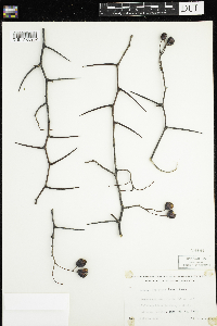 Crataegus chrysocarpa image
