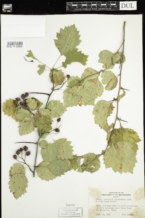 Crataegus chrysocarpa image