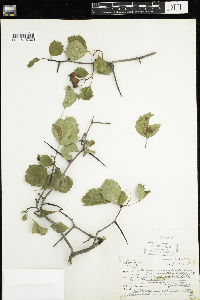 Crataegus chrysocarpa image