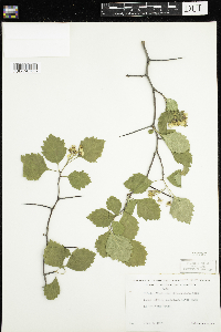 Crataegus chrysocarpa image