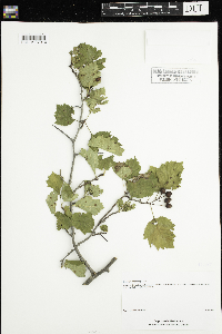 Crataegus chrysocarpa image