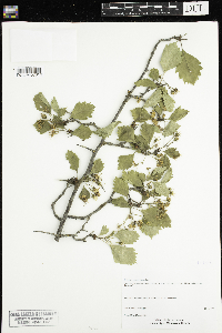 Crataegus chrysocarpa image