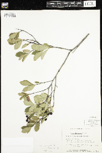 Image of Aronia x prunifolia