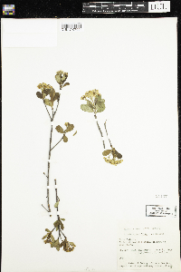 Aronia arbutifolia image