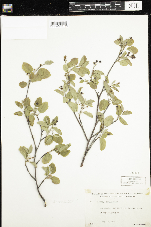 Amelanchier bartramiana x humilis image