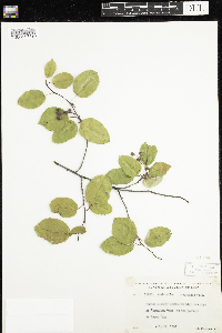 Amelanchier sanguinea image