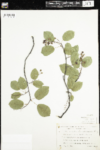 Amelanchier sanguinea image