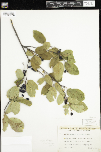 Amelanchier sanguinea image