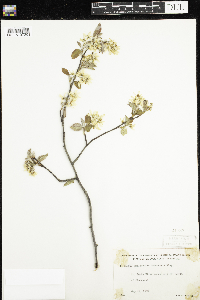 Amelanchier sanguinea image