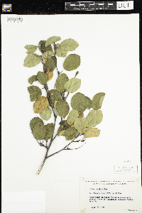 Amelanchier sanguinea image