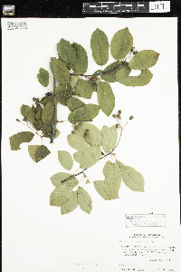 Amelanchier sanguinea image