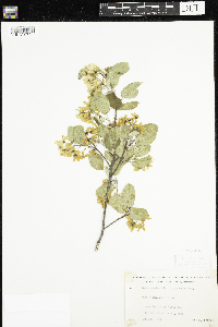 Amelanchier sanguinea image