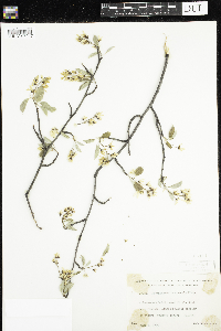 Amelanchier sanguinea image