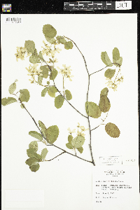 Amelanchier sanguinea image