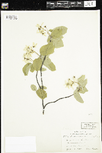 Amelanchier sanguinea image