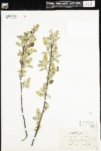 Amelanchier sanguinea image