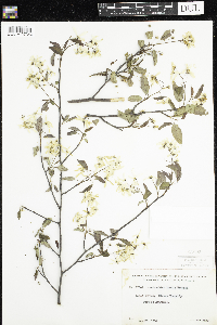 Amelanchier laevis image