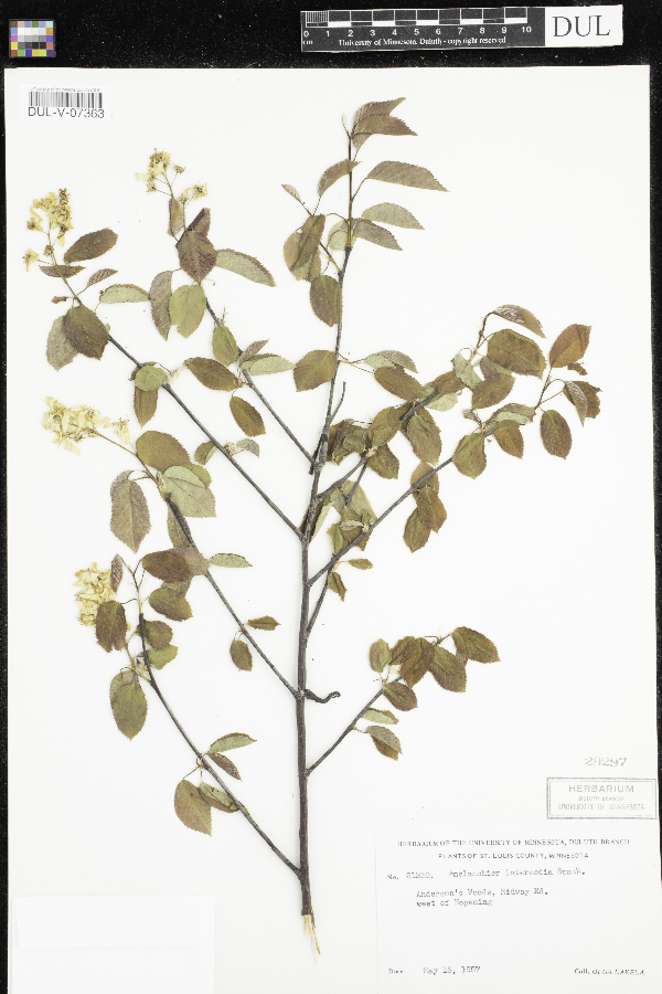 Amelanchier arborea x canadensis image