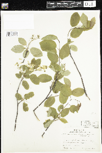 Amelanchier arborea x canadensis image