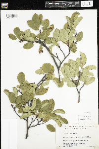 Amelanchier interior image