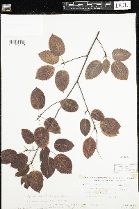 Amelanchier interior image