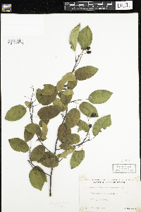 Amelanchier interior image