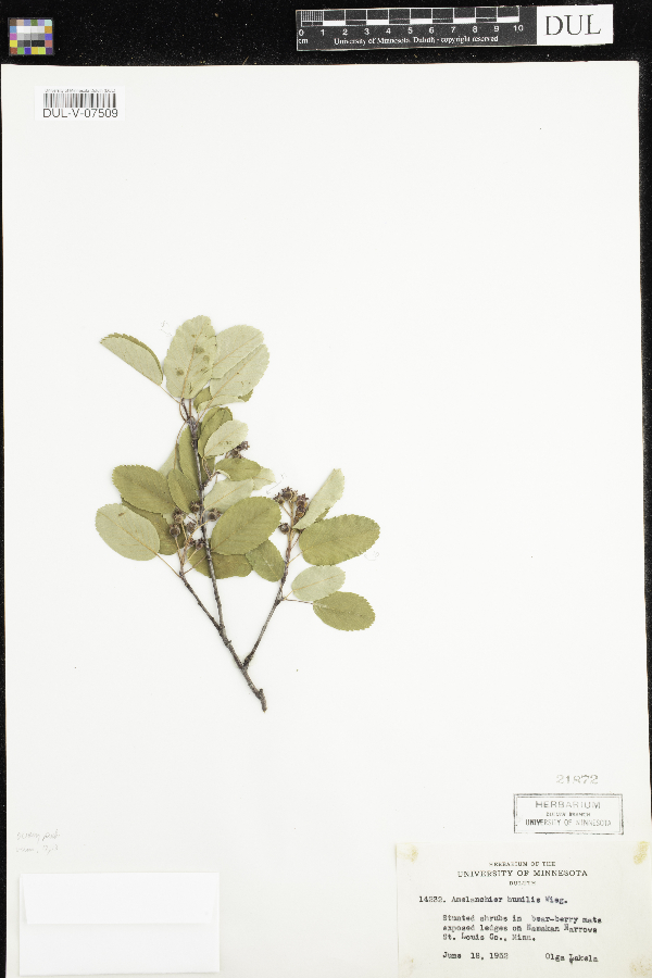 Amelanchier humilis image