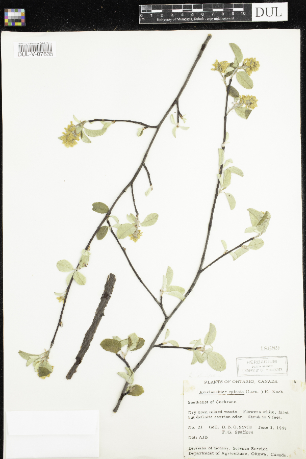 Amelanchier alnifolia image