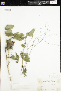 Image of Agrimonia rostellata