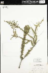 Image of Adenostoma fasciculatum