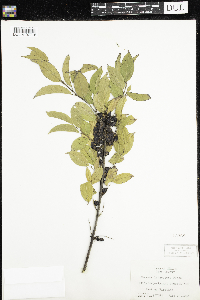 Rhamnus lanceolata image