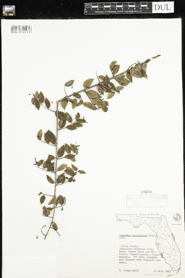 Sageretia minutiflora image