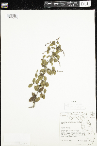 Sageretia minutiflora image