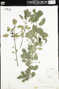 Rhamnus cathartica image