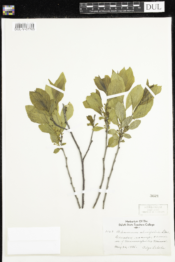 Rhamnus alnifolia image