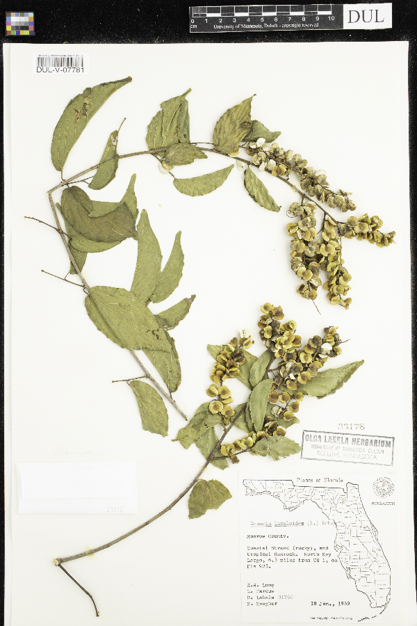 Gouania lupuloides image