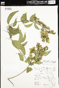 Image of Gouania lupuloides