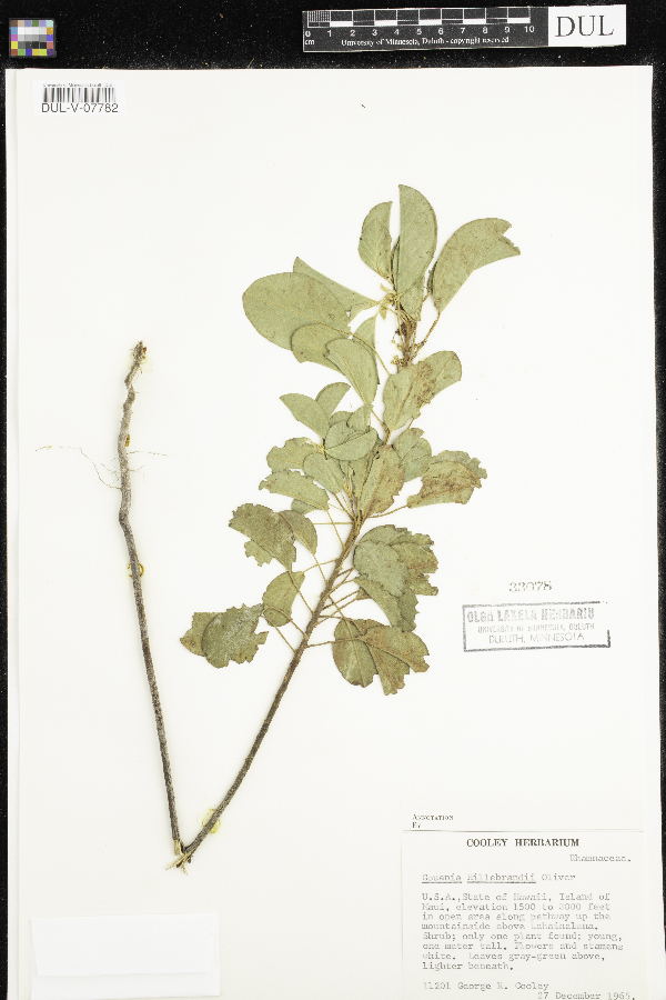 Gouania hillebrandii image