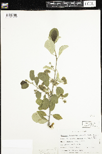 Frangula californica image